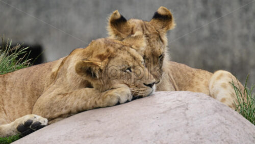 Video - Two young lion cubs resting on a rock in the zoo