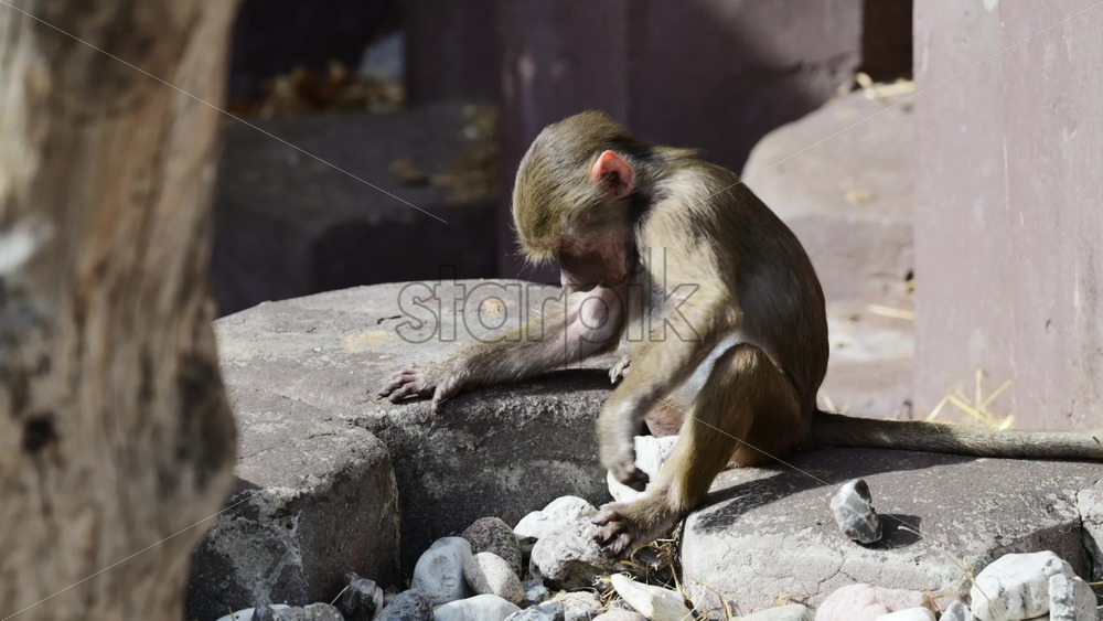 Video - Young baboon playing with small pebbles on a rock in a natural habitat