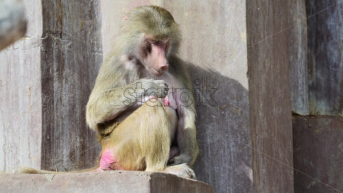 Video - Baboon sitting and looking down in a moment of solitude