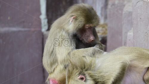 Video - Baboons grooming fur, practicing social interaction and communication behavior