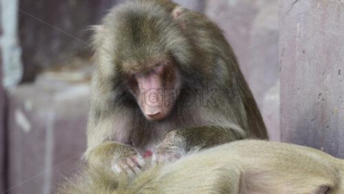 Video - Baboons engaging in grooming activity with one primate picking through fur of another