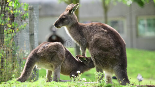 Video - Kangaroo mother with joey nursing on green grass, representing family and wildlife