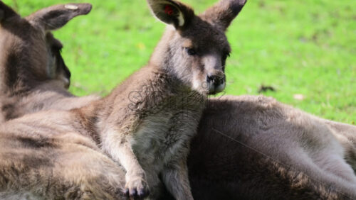 Video - Young joey kangaroo resting on another large kangaroo on green grass