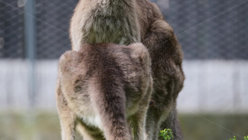 Video - Kangaroo with ear tag observing surroundings in a wildlife park