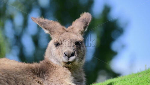 Video - Kangaroo lying down on green grass enjoying the sunshine in a park environment