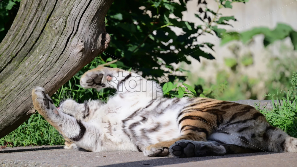 Video - Tiger lying on its back with paws stretched, showing belly stripes