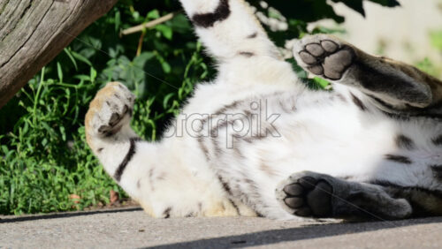 Video - Siberian tiger stretching and relaxing on its back displaying furry belly and paws
