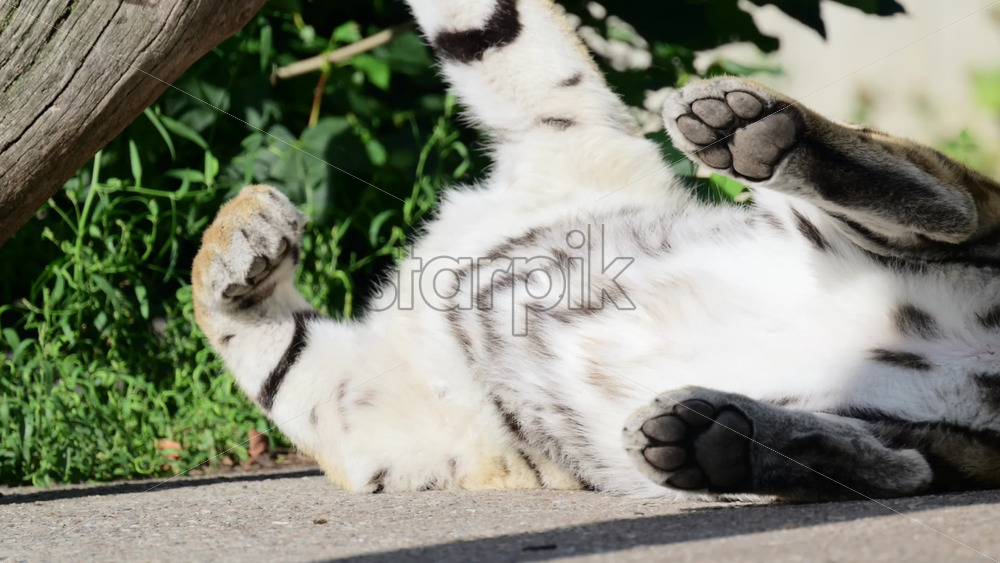 Video - Siberian tiger stretching and relaxing on its back displaying furry belly and paws