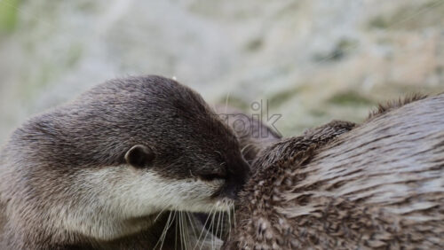 Video - Otter looking attentively with its head up, showing fur and whiskers