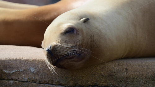 Video - Sea lion relaxing on a concrete surface, eyes closed, whiskers visible in sunlight