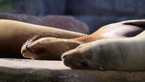Video - Sea lions sleeping side by side on a rock, enjoying a nap in warm sunlight