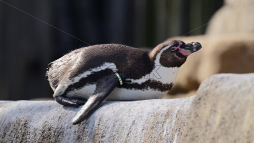Video - Humboldt penguin relaxing in the sun, showing its black and white feathers and banded leg
