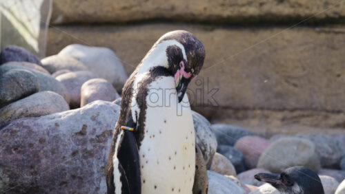 Video - Humboldt penguin with distinctive pink beak and black collar band resting among rocks