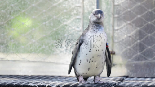 Video - Humboldt penguin standing on gridded surface in a zoological park habitat