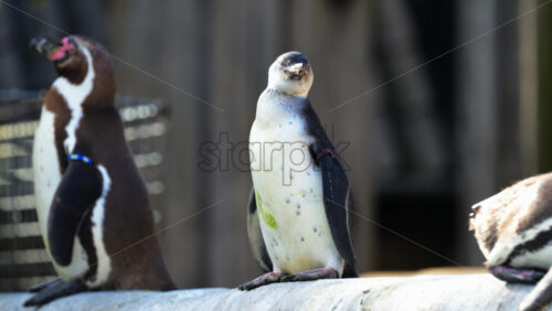 Video - Two Humboldt penguins resting on a rock, observing their surroundings in a zoo enclosure
