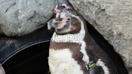 Video - Humboldt penguin showing identification wing tag, standing on rocky ground