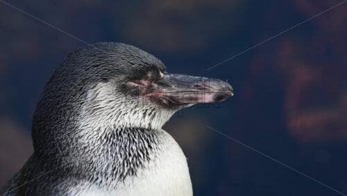 Video - Humboldt penguin, Spheniscus humboldti, resting with closed eyes, showing feather details