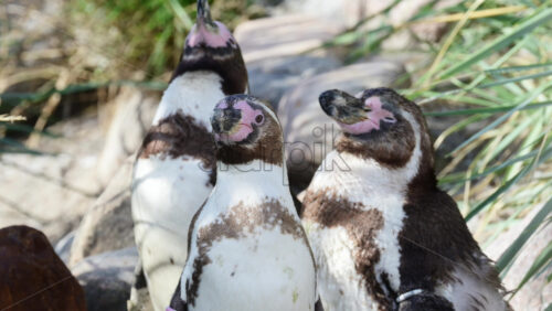 Video - Three penguins standing upright on land near grass and rocks under sunlight