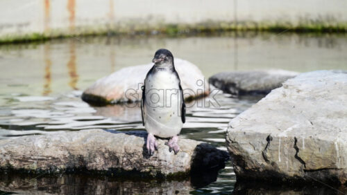 Video - Humboldt penguin resting on a rock by the water in its natural habitat