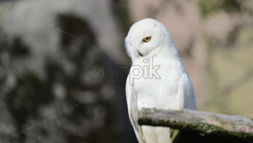 Video - Snowy owl with piercing yellow eyes standing on branch