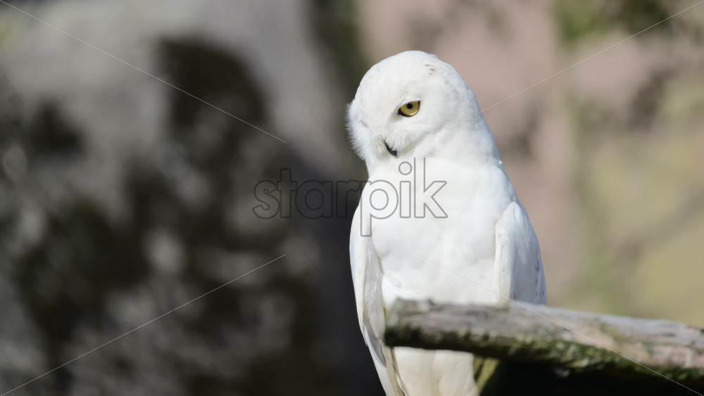Video - Snowy owl with piercing yellow eyes standing on branch