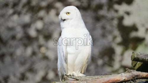 Video - Snowy owl looking alert, with bright yellow eyes and white feathers, on a branch