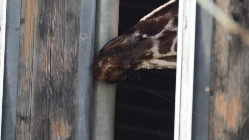 Video - Giraffes head and snout looking out from inside a wooden stable at a zoo, licking fence