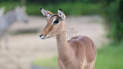 Video - Impala antelope staring straight ahead with part of a zebra in the background