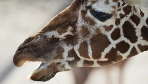 Video - Giraffe head in profile with characteristic brown and white spotted fur looking ahead