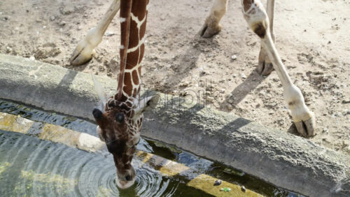 Video - Giraffe bending its long neck to drink water, quenching thirst in a sunny environment