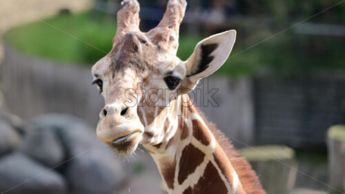 Video - Giraffe head and neck close up looking directly at camera in outdoor environment