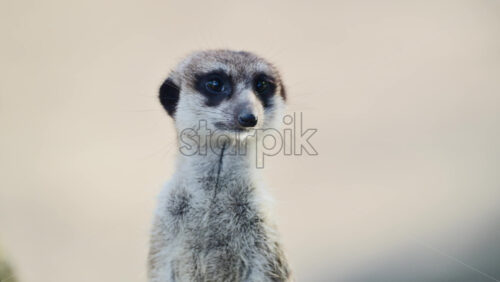 Video - Meerkat attentively looking around while standing guard on the plain