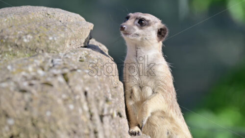 Video - Meerkat attentively standing on a rock, observing surroundings with focused eyes
