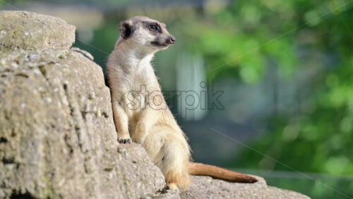 Video - Meerkat standing on a rock, watching for danger in its natural habitat