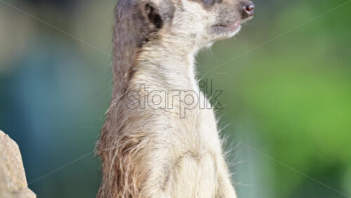 Video - Meerkat standing vigilant, observing its surroundings from a rocky perch