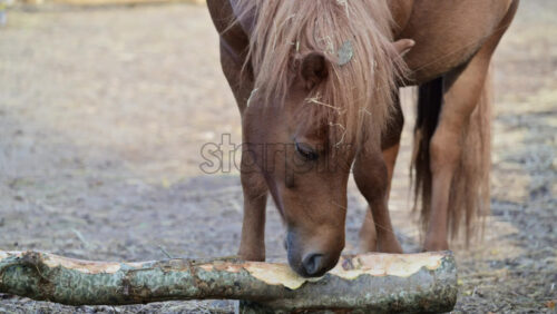 Video - Brown horse sharpens its teeth on the tree bark