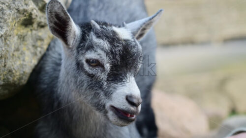 Video - Young goat enjoying a gentle petting from a human hand outdoors