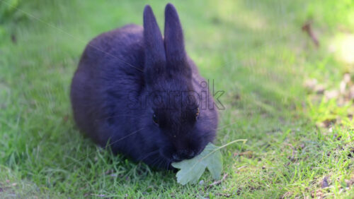 Video - Black rabbit enjoying a green leaf on fresh grass in a sunny outdoor setting