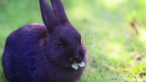 Video - Black rabbit enjoying fresh foliage outdoors in a natural green environment