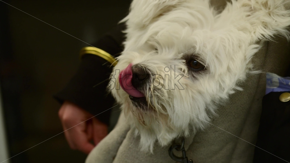Video - White dog peeking out from a person's pet carrier, receiving a treat experiencing companionship. Copenhagen, Denmark