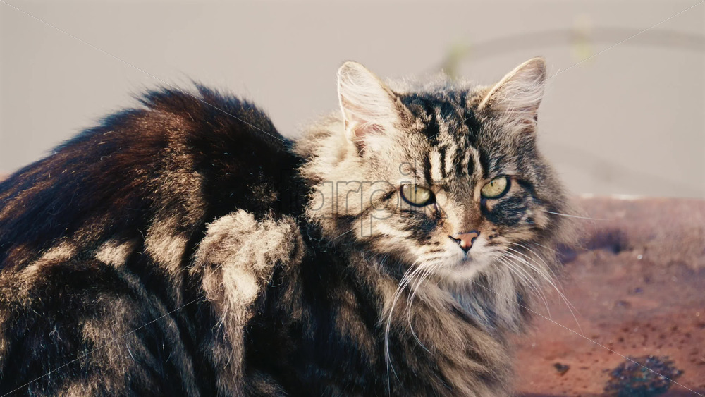 Video - Portrait of a fluffy long haired tabby cat resting outdoors and looking attentively toward the camera