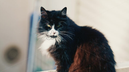 Video - Close up portrait of a black and white cat sitting calmly and gazing directly at the camera
