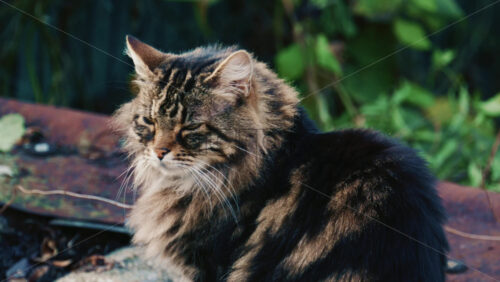 Video - Portrait of a fluffy long haired tabby cat resting outdoors and looking attentively toward the camera