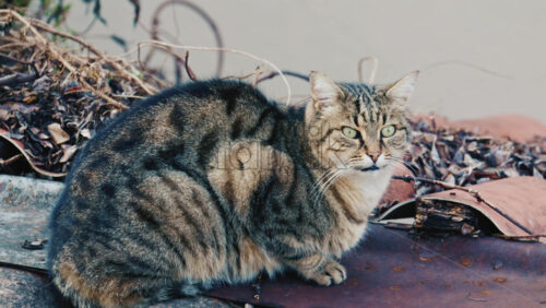 Video - Portrait of a fluffy long haired tabby cat resting outdoors and looking attentively toward the camera