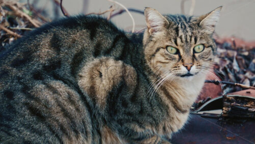 Video - Portrait of a fluffy long haired tabby cat resting outdoors and looking attentively toward the camera