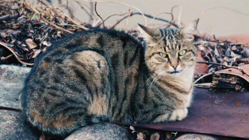Video - Portrait of a fluffy long haired tabby cat resting outdoors and looking attentively toward the camera