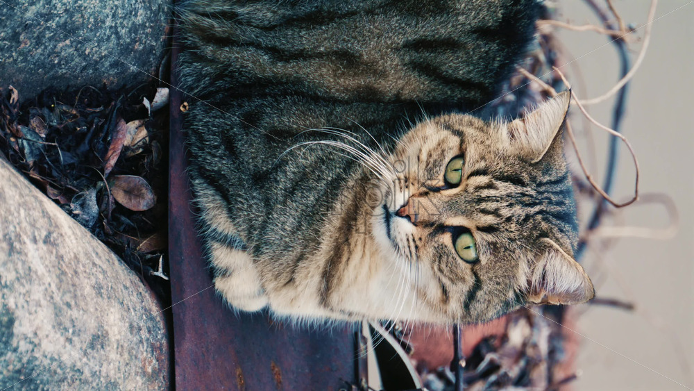 Video - Portrait of a fluffy long haired tabby cat resting outdoors and looking attentively toward the camera. Vertical