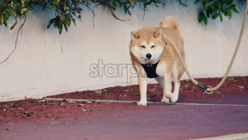 Video - Akita dog walking calmly on a leash along a sidewalk beside a wall and greenery