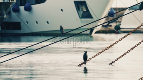 Video - Seabirds perched on mooring ropes above calm marina water, with boats softly blurred in the background