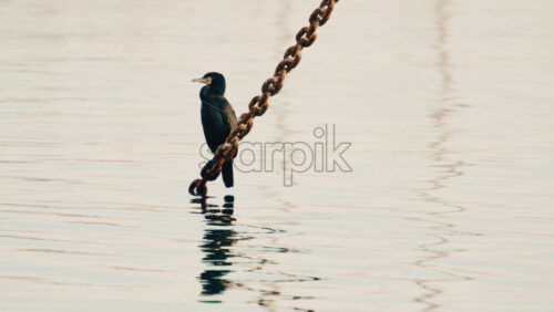 Video - Close up of a seabird perched on mooring ropes above calm marina water